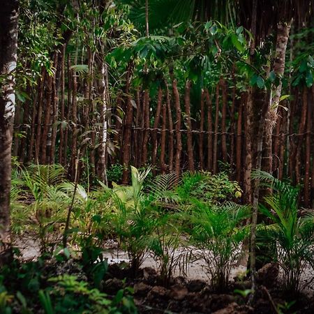 ホテル Lunita Jungle Experience プエルト・モレロス エクステリア 写真