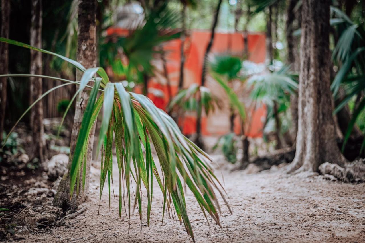 ホテル Lunita Jungle Experience プエルト・モレロス エクステリア 写真