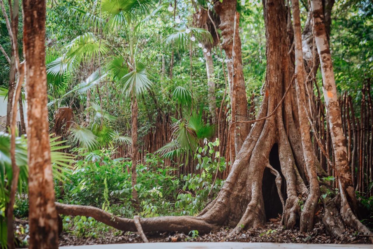 ホテル Lunita Jungle Experience プエルト・モレロス エクステリア 写真